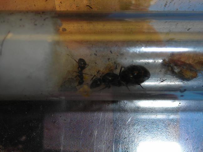 Мамка и сынок.